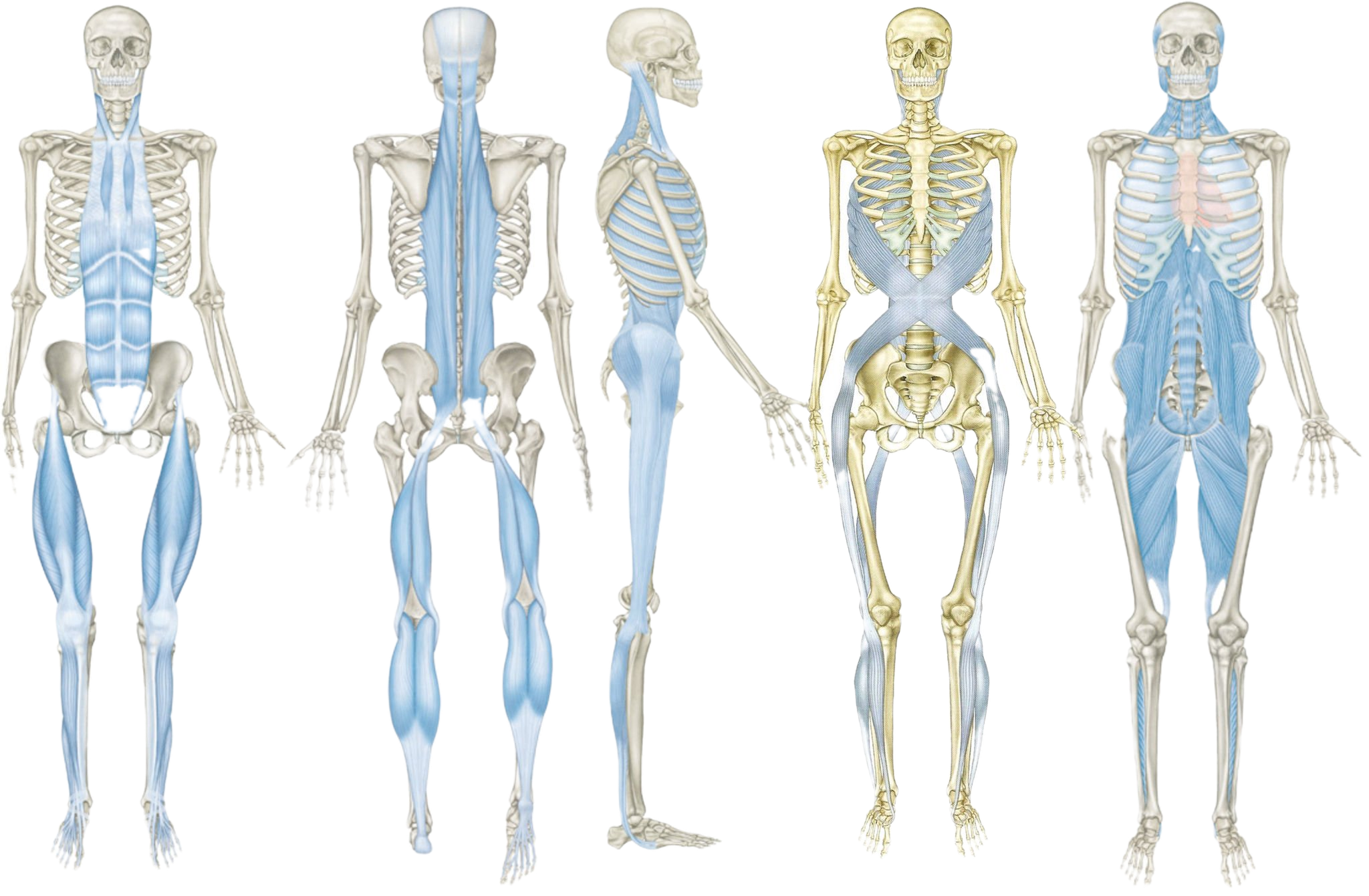 Sistema fasciale osteopata